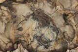 Polished Petrified Wood (Conifer) Slab - Nevada #207351-1